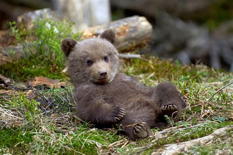 Wild Brown Bear Cub Closeup Stock Photo Download Image Now Istock