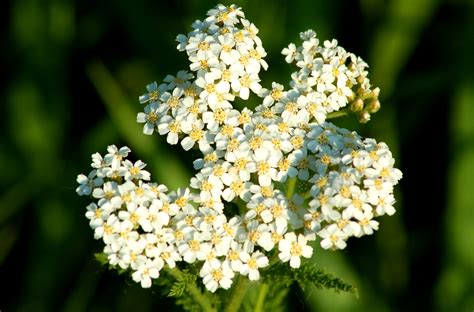 How To Grow And Care For Yarrow