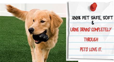 No harmful pesticides, allergen free, will never be muddy or messy and less annoying. Artificial Grass Pet Turf Toronto | Dog Turf Toronto ...