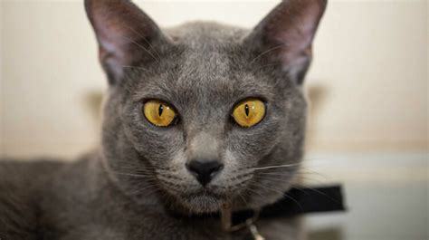 15 Breeds Of Cats With Yellow Eyes My Cat Genius