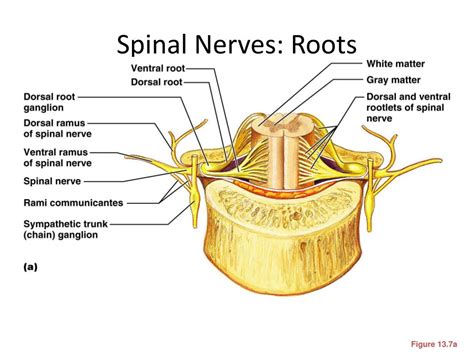 Ppt The Peripheral Nervous System Pns Powerpoint Presentation Free