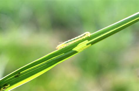 Sod Webworms How To Identify And Control Carolina Fresh Farms