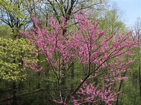 Maybe you would like to learn more about one of these? 3 Beautiful Trees to Plant this Fall for Color Next Year