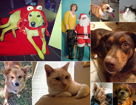 All about pets opens at 8:00 am and closes at 6:30 pm. All About Pets: A Look at Our Staff's Furry Friends ...