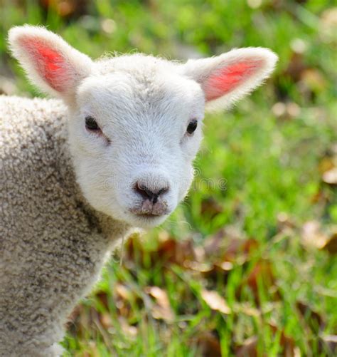 Newborn Baby Lamb Stock Photo Image Of Curiosity Meat 23968950