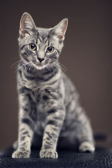 A Gray Kitten Stands Here Gray Kitten Cat Lovely Kitty Grey Tabby