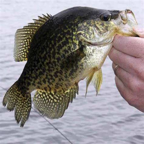10 Best Crappie Fishing Lakes In Illinois Best Fishing In America