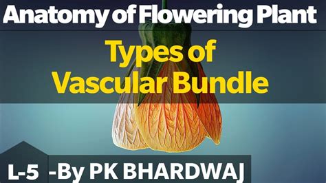 Types Of Vascular Bundle Youtube