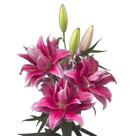 Lily Oriental Roselily Thalita 85cm Wholesale Dutch Flowers