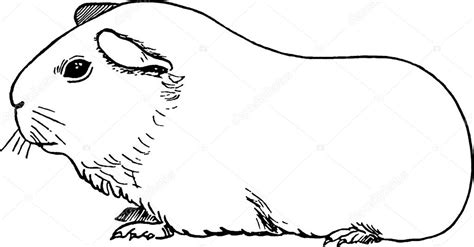 Vintage illustratie cavia — Stockfoto © 118347692