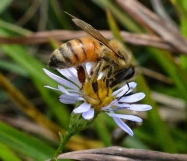 We did not find results for: Plants For Bees & Other Pollinators-Carolina Honeybees