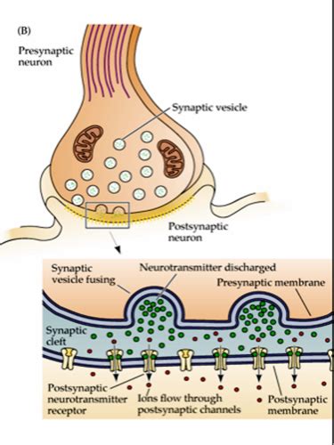 Synaptic Transmission Flashcards Quizlet