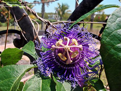 Since 1950 we have been providing a wide range of perennials, annuals, bulbs, shrubs, vines, amaryllis, gardening tools & supplies, and gifts for gardeners. PlantFiles Pictures: Passiflora, Passion Flower, Passion ...