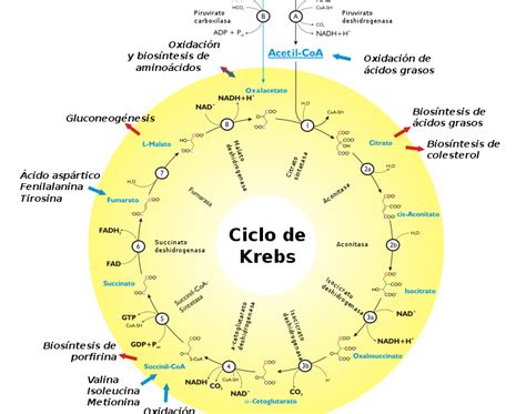 Collection Of Del Ciclo De Krebs Bioqu 237 Mica Ciclo De Krebs