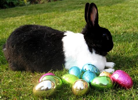Why Do We Celebrate Easter With Eggs And Rabbits Hubpages