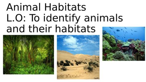 Animal Habitats Ks1 Teaching Resources