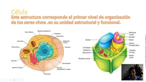 O Que Sao Seres Pluricelulares