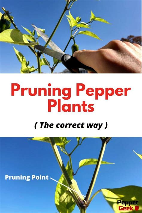 Pruning Pepper Plants How To Prune For Better Yields Peppergeek