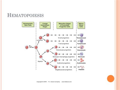 Ppt Hematology Introduction Powerpoint Presentation Free Download