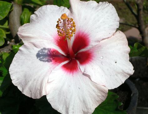 White Hibiscus A Photo On Flickriver