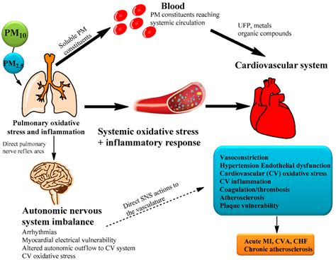 Biological Pathways Which Pm Can Cause Cardiovascular Disease Cvd