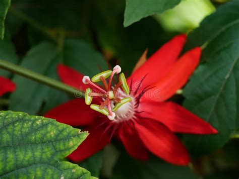 Red Passion Flower Stock Image Image Of Landscape Flower 179442887