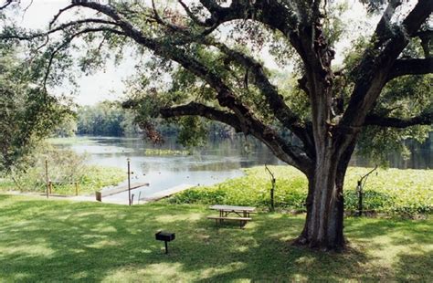Just about twenty feet away from the river's edge. Dunnellon Waterfront Rentals Withlacoochee Rainbow River ...