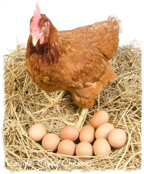Storing Fertile Chicken Eggs 5 Steps To A Successful Hatch Chickens