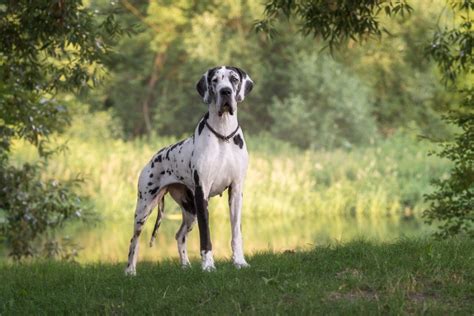 Great Dane Dog Breed Info Pictures Traits And Facts Hepper
