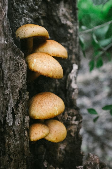 Mushrooms Growing Around Tree Stump All Mushroom Info