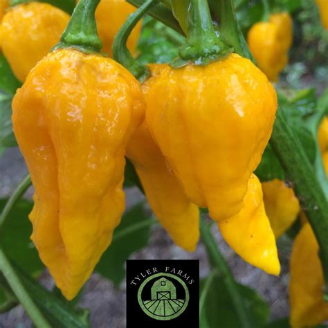 Yellow Ghost Pepper Peppers Tyler Farms