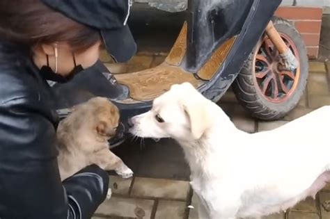 Viral Facebook El Conmovedor Adiós De Una Perrita Y Su Cachorro Que