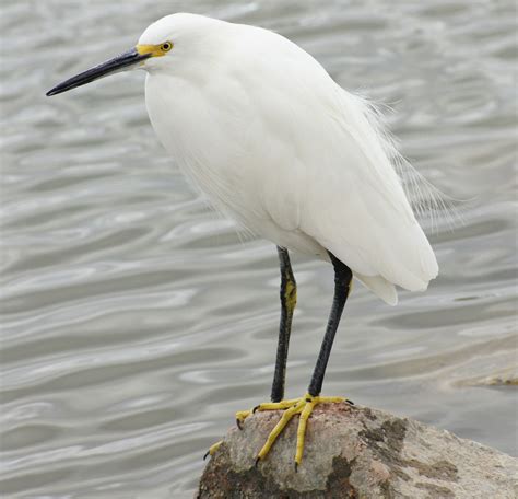 Collection 93 Pictures White Bird With Long Black Beak Updated