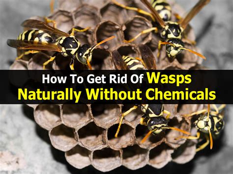 It has a reason to go in there. How To Get Rid Of Wasps Naturally Without Chemicals