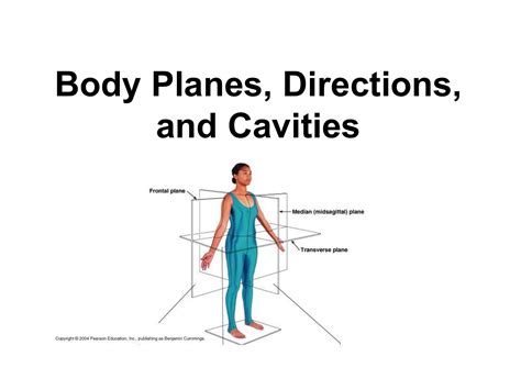 Anatomical Body Planes And Directional Terms Body