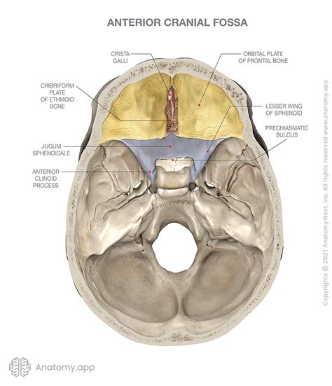 Anterior Cranial Fossa Encyclopedia Anatomyapp Learn Anatomy