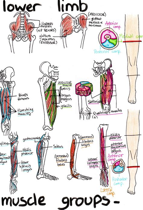 Musculoskeletal System Musculoskeletal System Basic Anatomy And