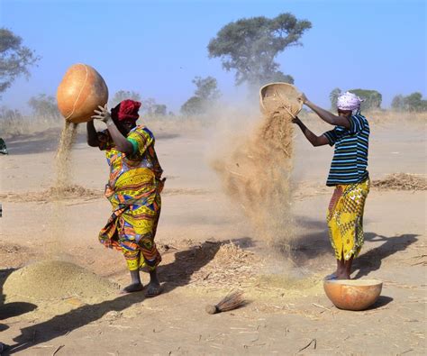 Le Mil Une Perle Nutritive Environnement Afrique