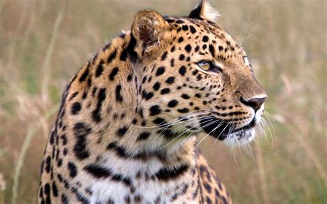 Male Amur Leopard Wildlife Heritage Uk Wallpapers Hd Wallpapers Id 5032