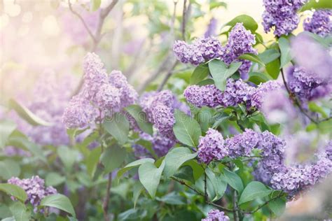 Blooming Violet Lilac Bush At Spring Time With Sunlight Blossoming