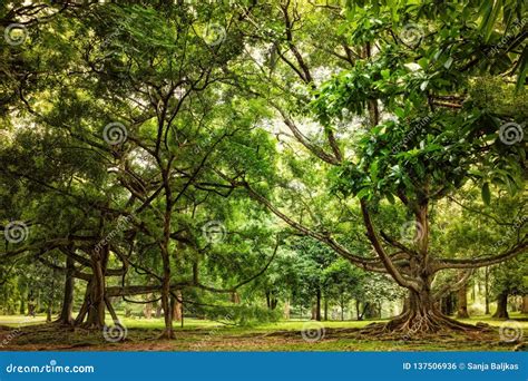 Extraordinary Tangled Trees In Sri Lanka Stock Photo Image Of