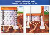 Images of Termite Control Roanoke Va