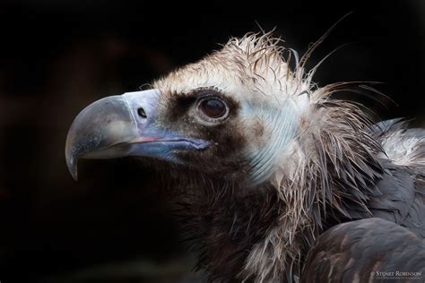 The Cinereous Vulture (Aegypius monachus) is also known as the Black Vulture, Monk Vulture, or 