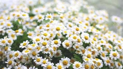 Wallpaper Daisies 5k 4k Wallpaper Flowers Spring Nature 5507