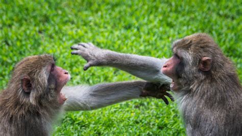 770 Monkey Fight Stock Photos Pictures And Royalty Free Images Istock