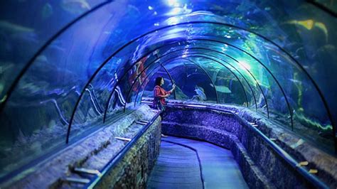 Dan adakah voucher ticket murah watrebom yang bisa anda dapatkan ? PROMO) Harga Tiket Masuk Seaworld 2020 + WAHANA