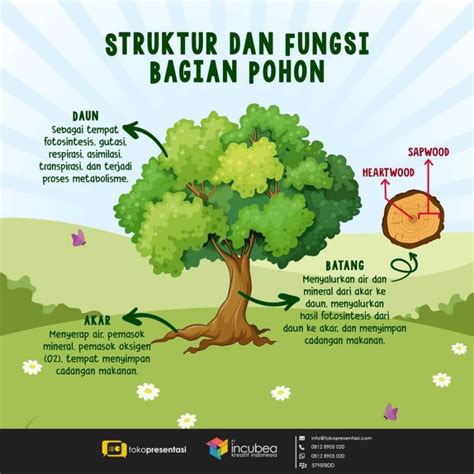Infografis Struktur Dan Fungsi Bagian Pohon Tokopresentasi The Sexiz Pix