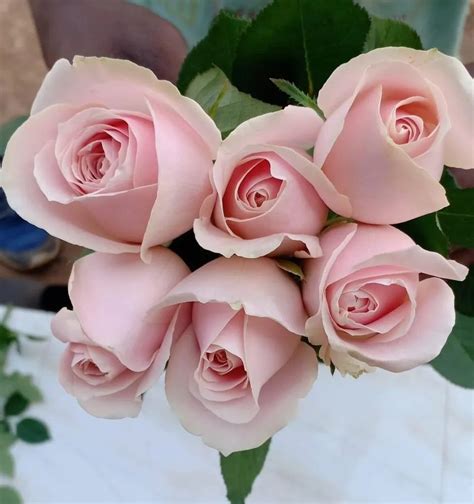 Bouquet Packing Red And White Dutch Rose Flower Size 40cm At Rs 139