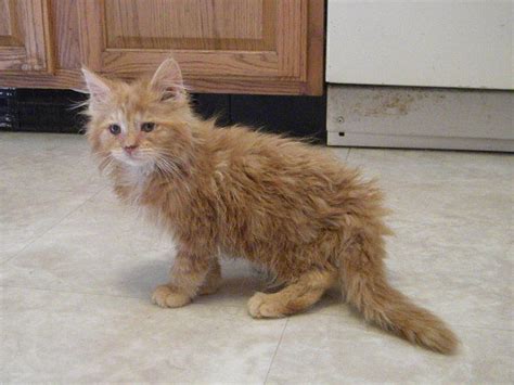 Cfa Maine Coon Kittens For Sale Adoption From New Salem Massachusetts Classifieds