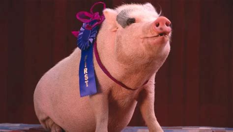 Prize Winning Pig Vivian Lawry
